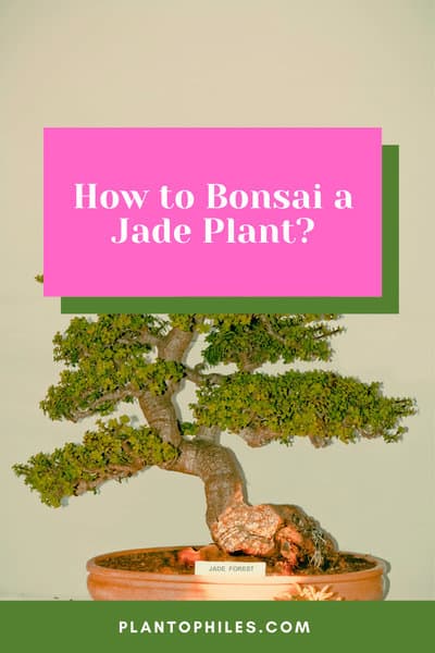 How to Bonsai a Jade Plant