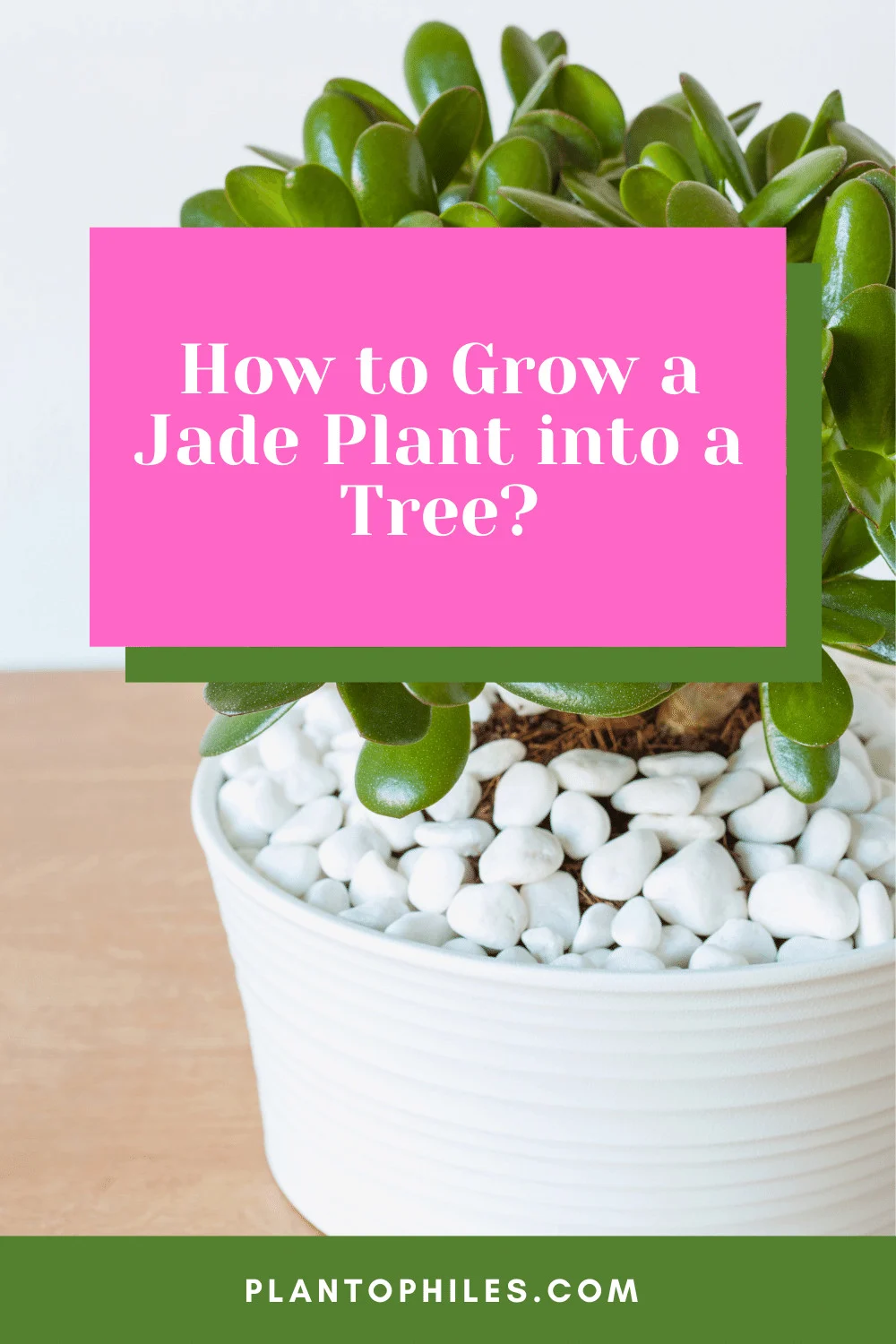 How to Grow a Jade Plant into a Tree?
