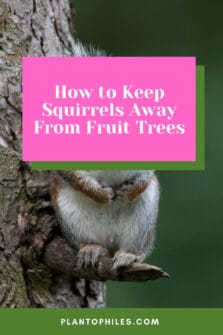 10 Best Tips How to Keep Squirrels Away From Fruit Trees