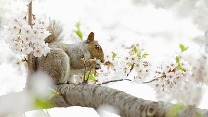 10 Best Tips How to Keep Squirrels Away from Flowers