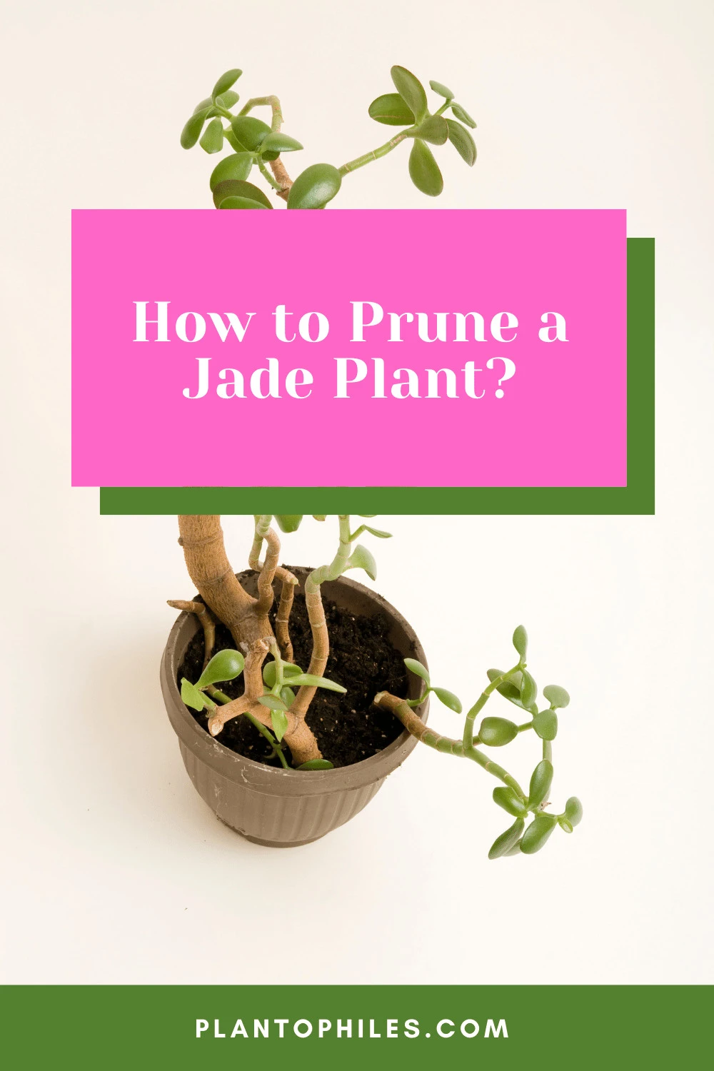 How to Prune a Jade Plant 
