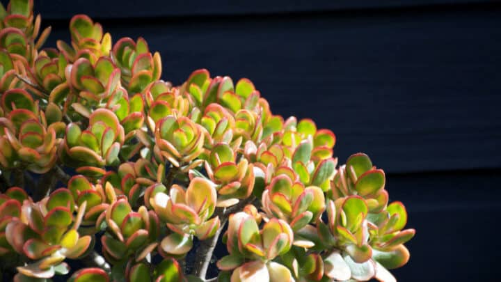 How to Repot a Jade Plant? #1 Best Guide