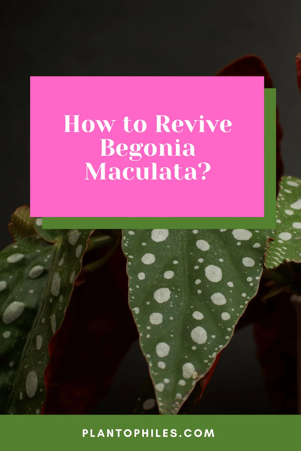 How to Revive Begonia Maculata?