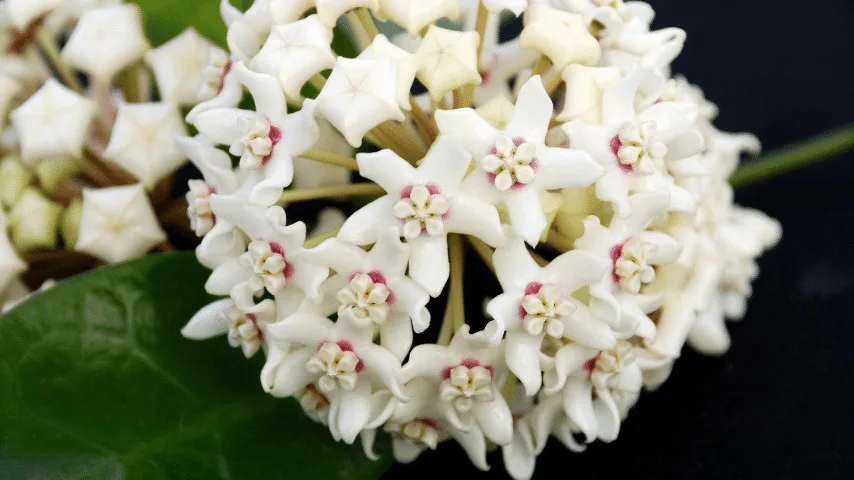 Hoya produces a small but a great number of white waxy flowers best choice for wall planters