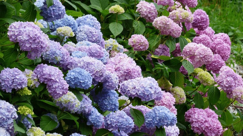 Hydrangea can brighten up any dull space to a spacious balcony