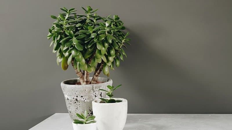 If you notice your Jade plant's leaves wilting up, increase the watering frequency