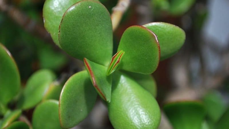 If your Jade Plant receives adequate sunlight, it can maintain its shiny oval-shaped leaves