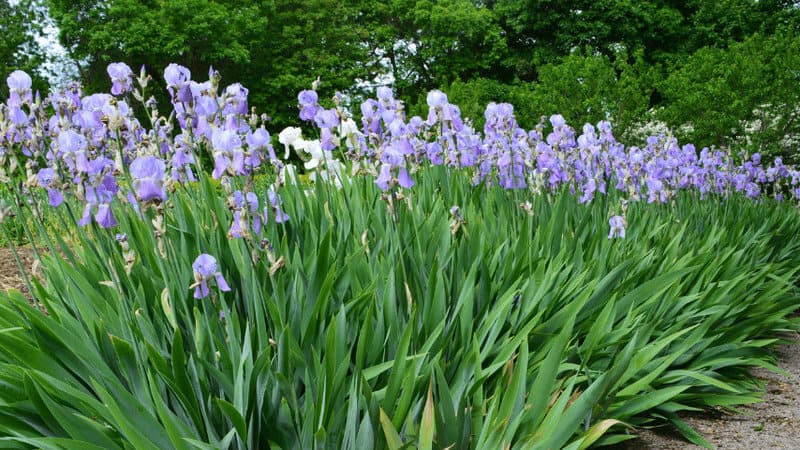 Irises are an excellent selection for planting beneath a hardwood tree