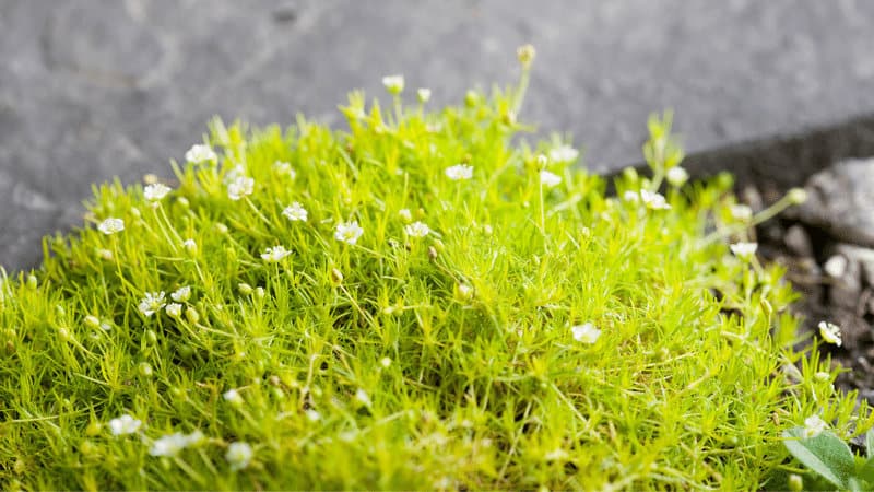 Irish Moss (Sagina Sabulata)
