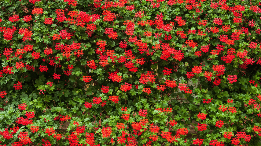 Ivy Geraniums gives a nice and delicate appearance to your planting wall