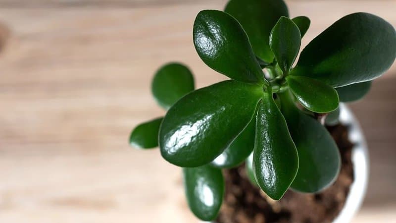 A Jade Plant thrives in an office with windows as they grow best near sunny windowsills