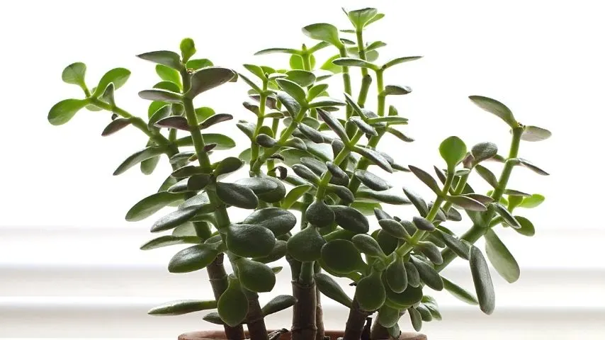 Jade Plants need adequate sunlight for producing their food for energy purposes through photosynthesis