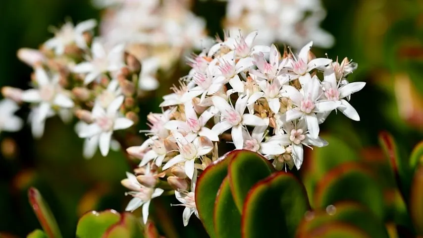 Jade plants also need enough sunlight for them to grow beautiful blossoms