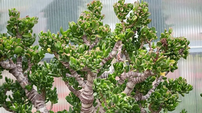 Jade plants need about 4-6 hours of sunlight each day for them to thrive