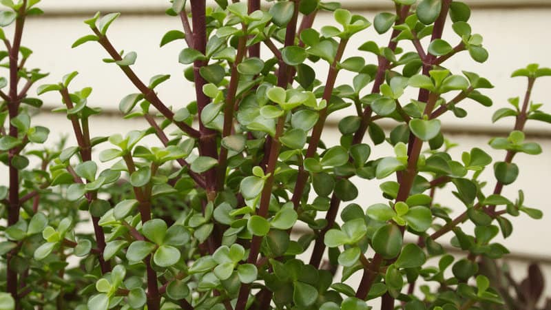 Jade plants that are leggy but healthy can be easily pruned