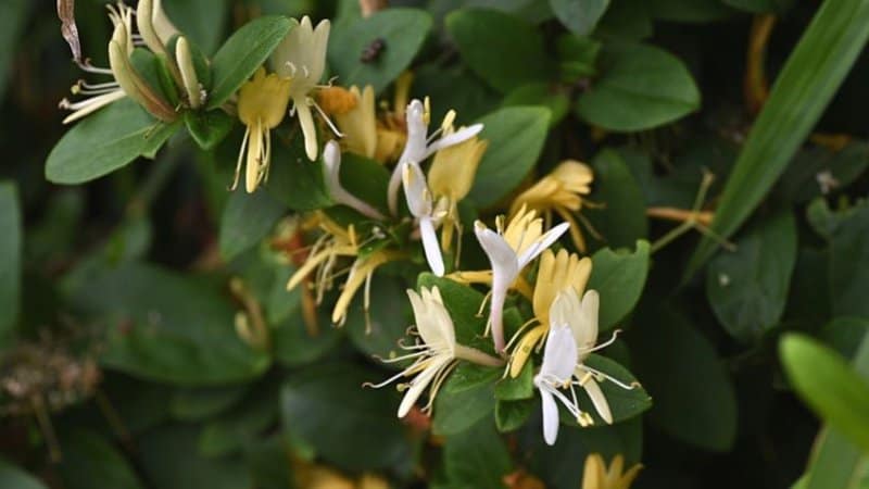 The Japanese Honeysuckle (Lonicera japonica) is commonly grown for its scent, yet is trouble for areas where a lot of trees grow