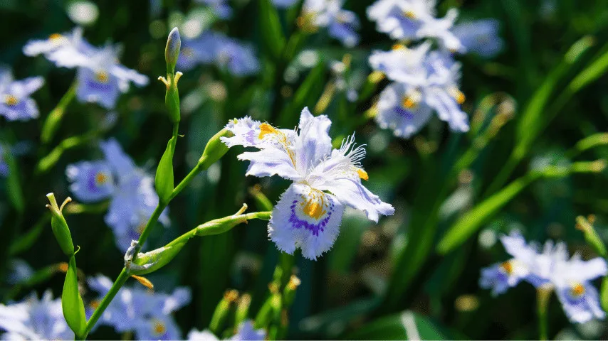Japanese Iris purples and light blue flowers best for wallplanters during Spring