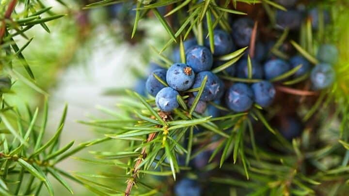 10 Shrubs with Blue Colored Berries (2024)