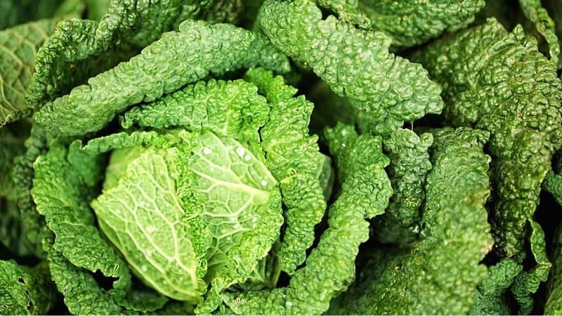 Kale is another fast-growing vegetable like the bok choy that you can grow in an aquaponics system