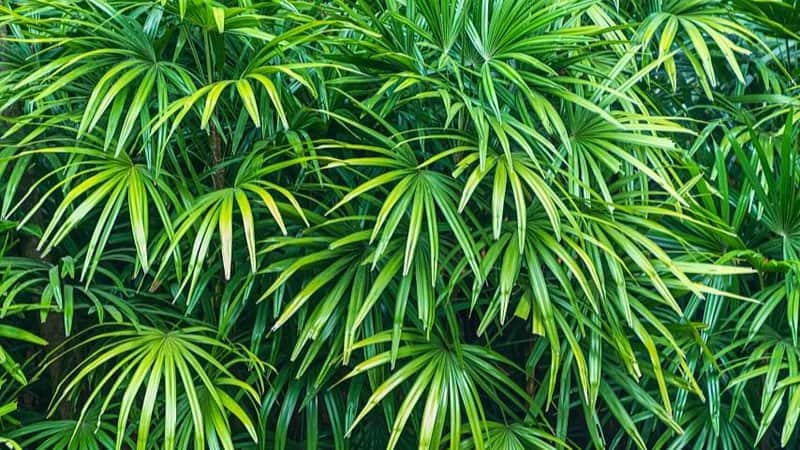 The Lady Palm is one of the best plants to grow in an office with windows if you're a newbie plant grower