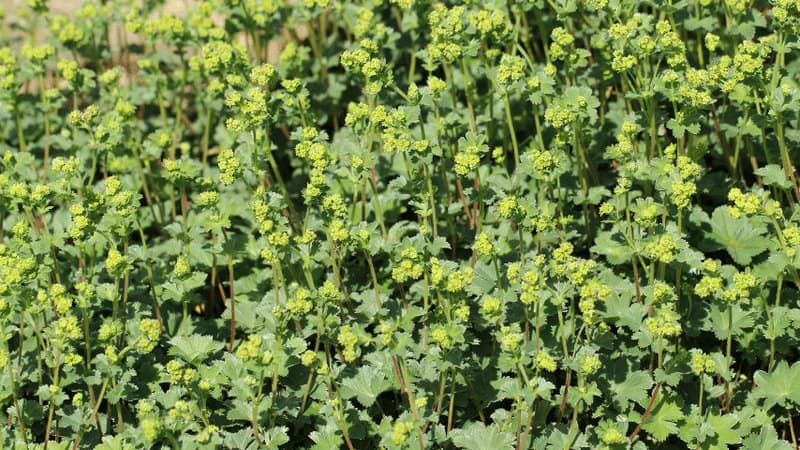 Lady’s Mantle (Alchemilla)