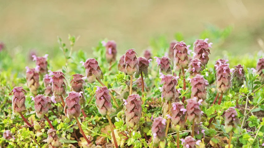 Lamium is pink and blue-tinged variation, a spring annual that blooms beneath trees
