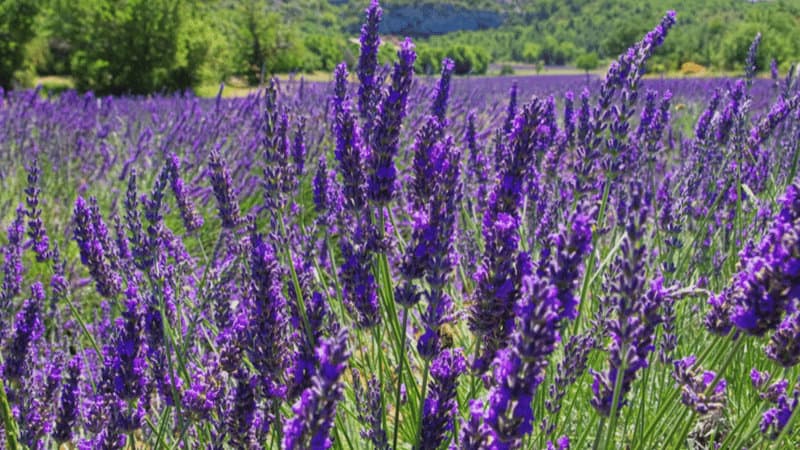 Lavender (Lavandula spp.)