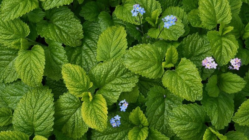 Lemon Balm gives a pleasant aroma to your wall space