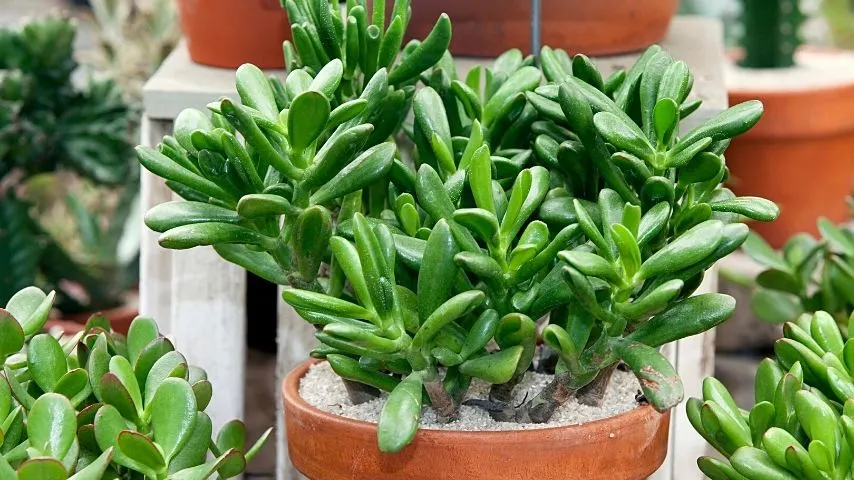 Like other succulents, Jade plants can thrive in hot and dry climate areas