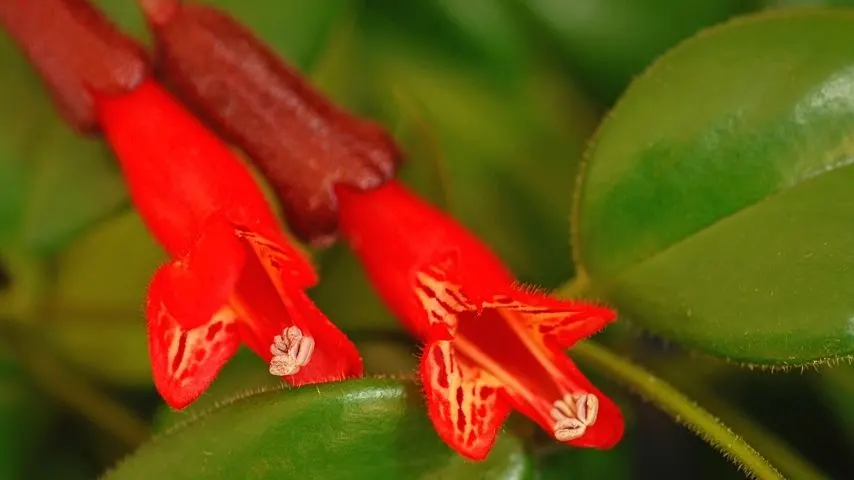 Since the Lipstick Plant (Aeschynanthus) wants its potting mix moist at all times, it helps if you line its container with coco liners
