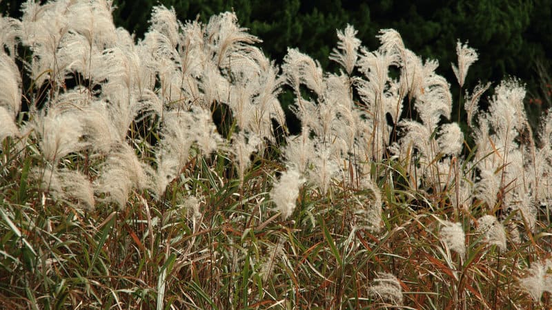 Maiden Grass (Miscanthus sinensis 'Gracillimus')