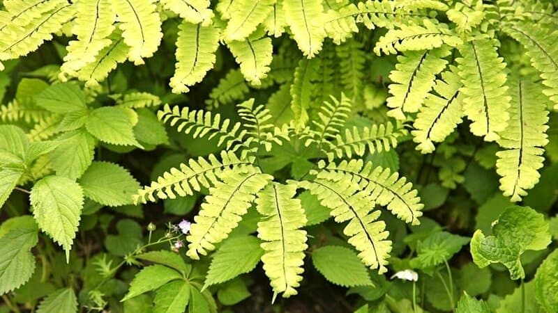 The small, clustered leaves of the Maidenhair Fern is another great plant to beautify your bathroom with no lights