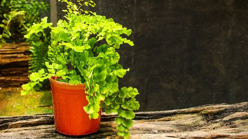 Maidenhair Fern, aside from being low-maintenance, can make your office with no windows pretty