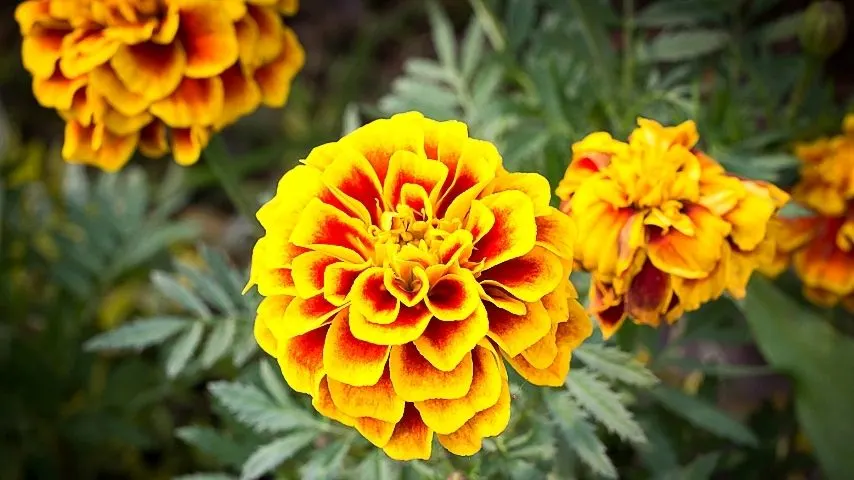You can plant Marigolds in an aquaponics system along with other vegetables as they serve as pest repellants