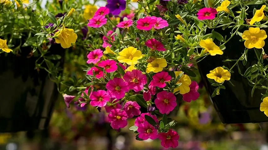 If you want flowers trailing from your coco-lined basket, the Million Bells Mini Petunia Trailing Petunia (Calibrachoa) is a great choice