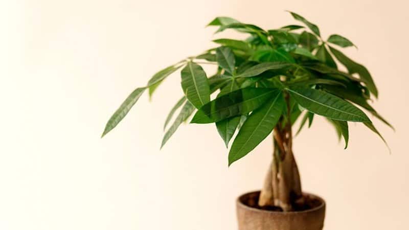 An east Asian plant that thrives indoors, the Money Tree Plant can grow well in an office with no windows