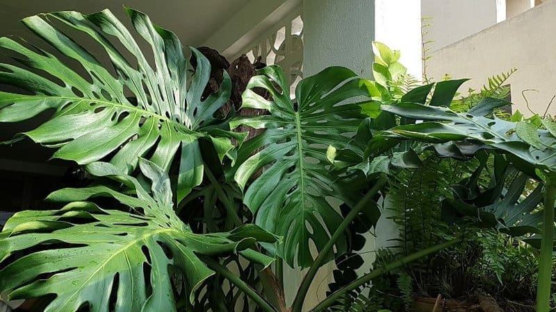Monstera is another eye-catching plant to grow in a bathroom with no lights