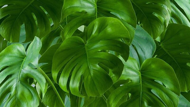 Monstera, with its patterned foliage, can add life to your office with no windows