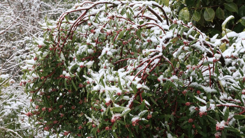 Mountain Pepper (Tasmannia lanceolata)