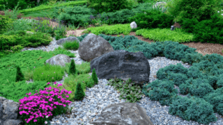 Best Plants for Rock Gardens