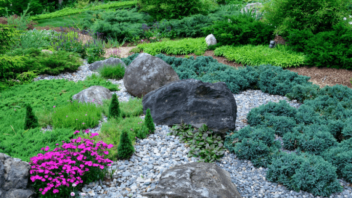 50 Best Plants for Rock Gardens: 2023 Top List