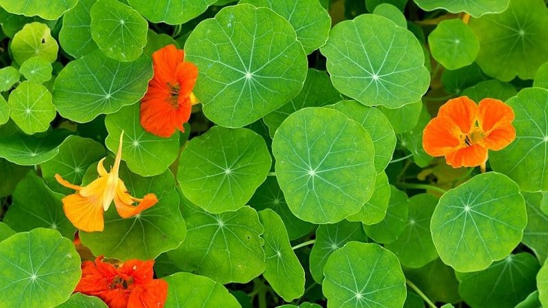 Another low-maintenance plant that you can grow in containers lined with coco liners is the Nasturtium (Tropaeolum)