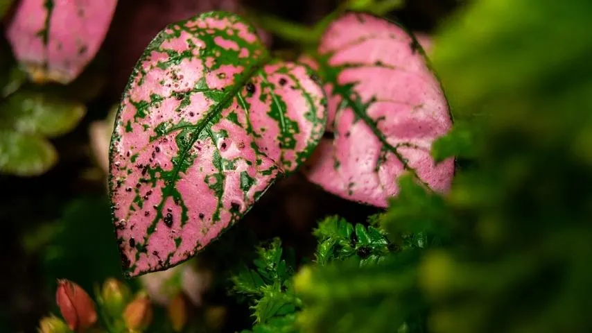 Nerve Plant thrives in an office with windows if you make sure that you get its humidity requirements right