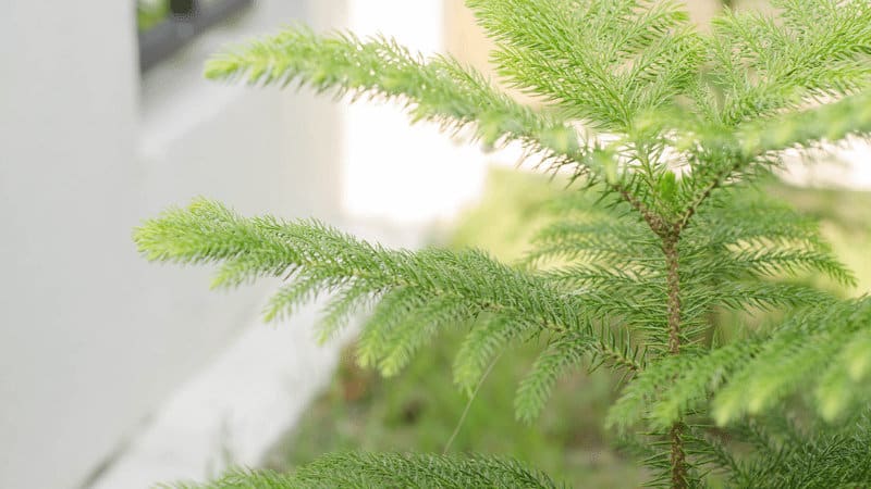 Norfolk Island Pine is proper watering are enough to grow some beautiful potted pine on your balcony