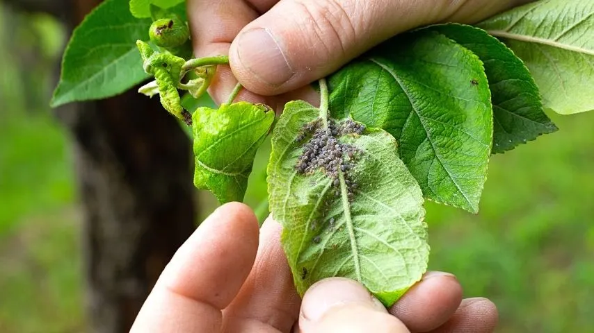One way to treat an aphid infestation is to remove them manually from the plant, making sure to wear gloves