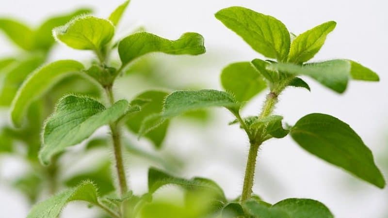 Oregano can be grown in an aquaponics system if you're living in an area with warm and sunny climates