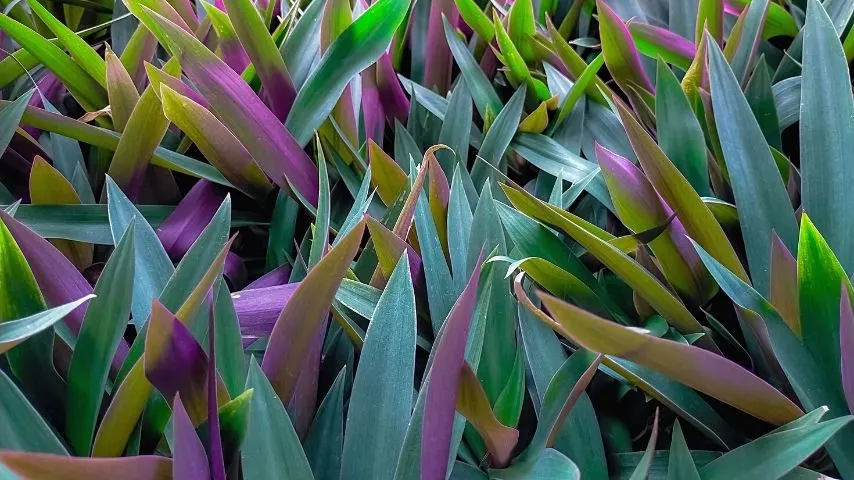 Oyster Plant is a great plant to grow in a bathroom with no lights due to its medicinal benefits