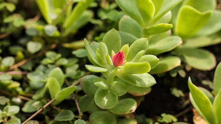 Paddle Plant is another adorable plant to grow in an office with windows