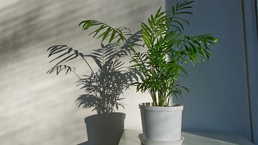The Parlor Palm has deep green foliage that can thrive in an office with no windows