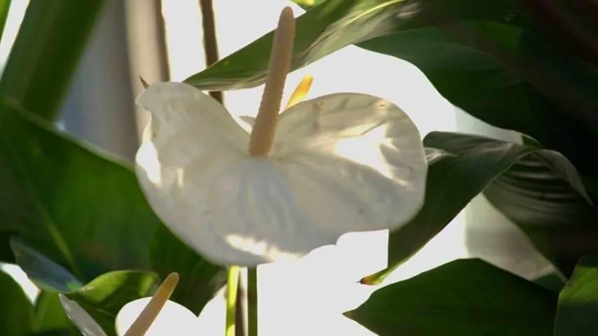 Peace Lilies, with their white spadix flowers, can beautify any bathroom with no lights